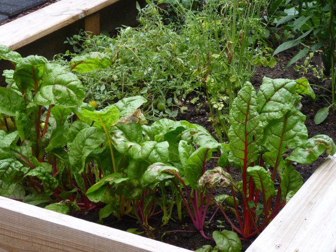 vegetables growing in a box