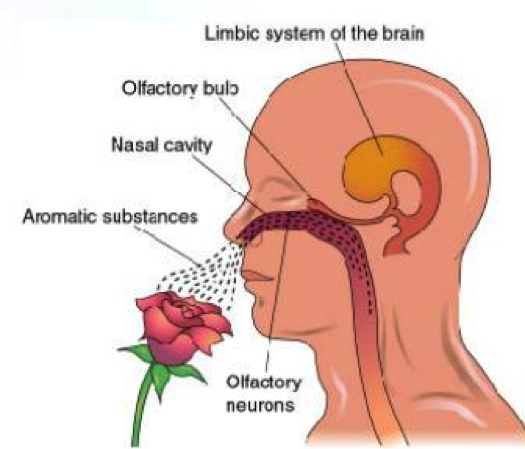 Limbic system of the brain