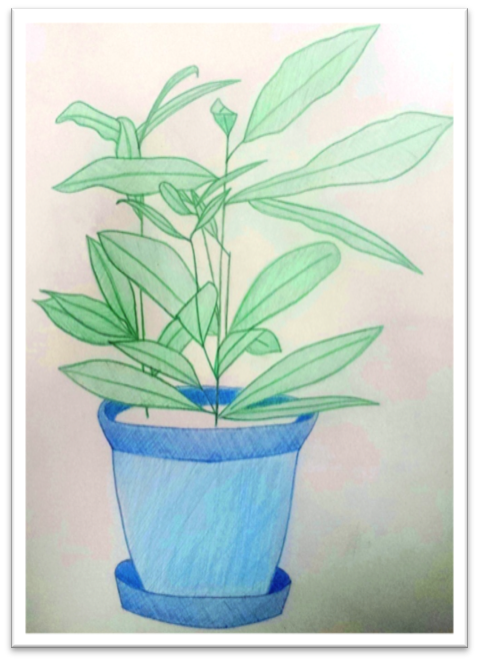 Julia's drawing of a house plant