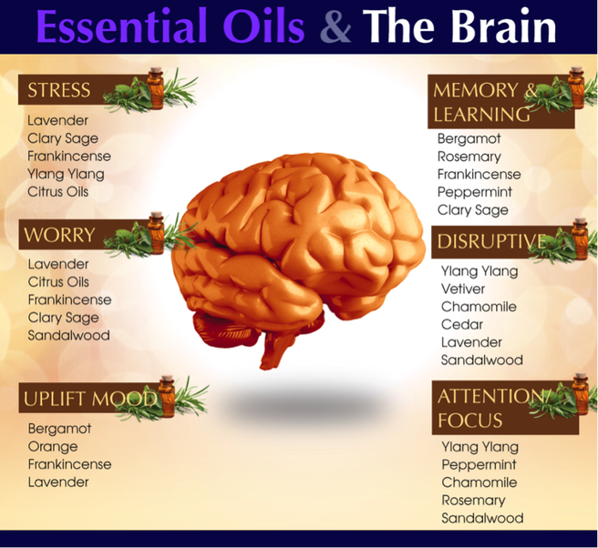 Essential Oils and the Brain