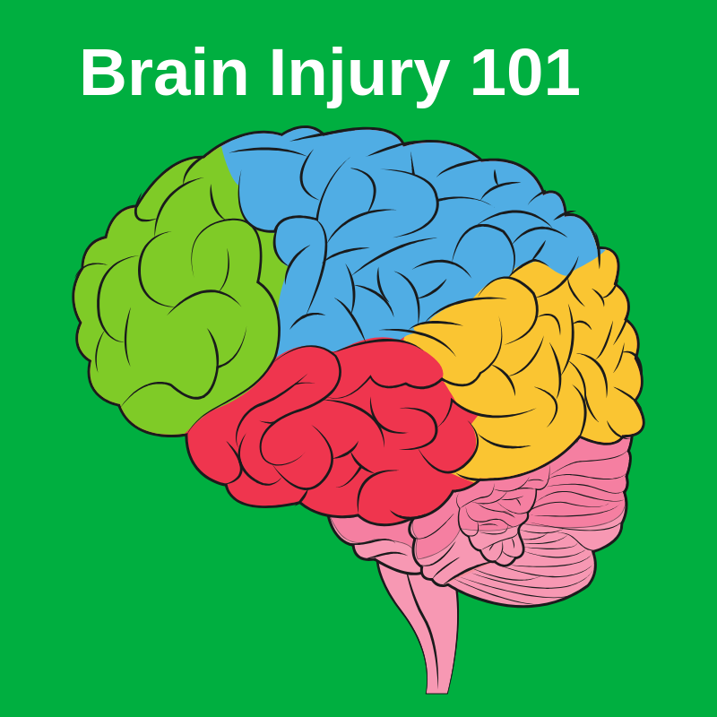 Brain Injury 101 - Image of different parts of the brain