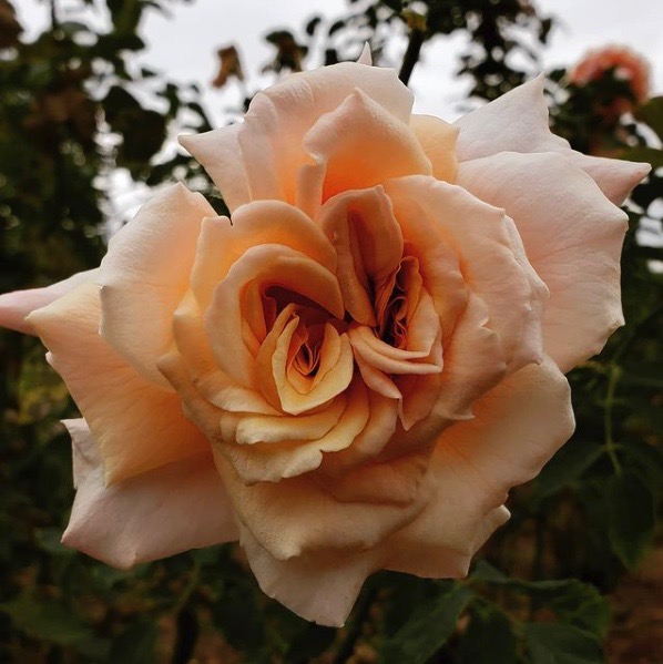 a peach coloured rose
